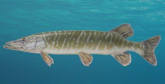 CSUKA (Esox Lucius L.)